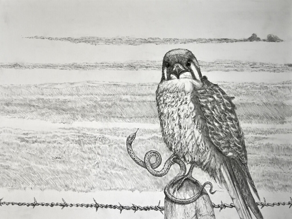 Drawing by Matt O'Connor, Dana Gallery Artist