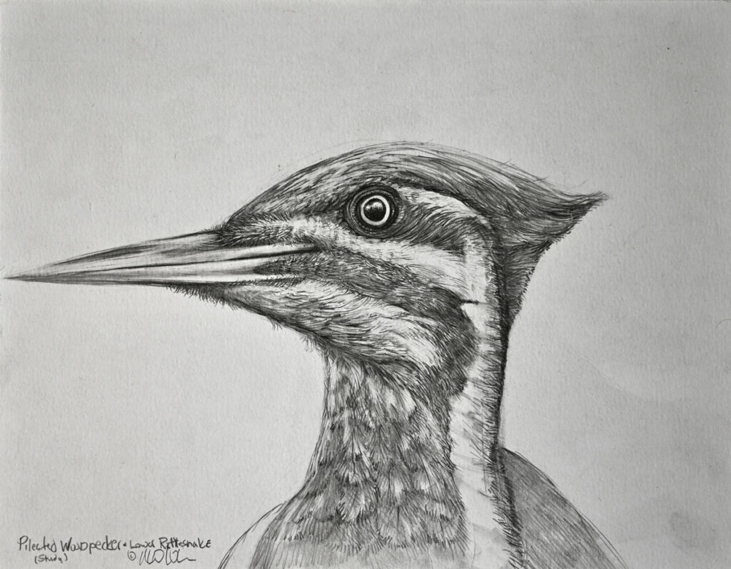 Drawing by Matt O'Connor, Dana Gallery Artist