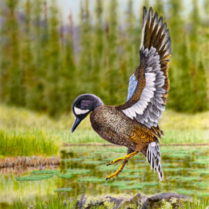 Polychromatic Engraving by Ron Ukrainetz, Montana Artist showing Original Artwork for Sale at Dana Gallery in Missoula, Montana