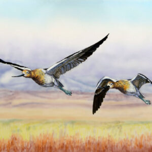 Polychromatic Engraving by Ron Ukrainetz, Montana Artist showing Original Artwork for Sale at Dana Gallery in Missoula, Montana