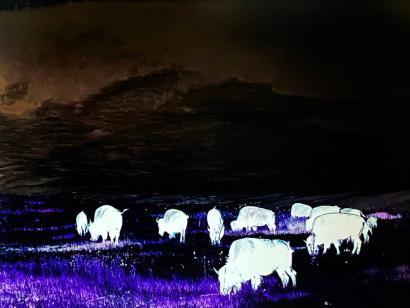 Blue Bison 1/3