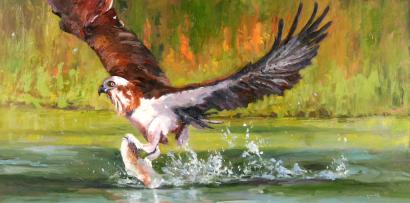 Osprey