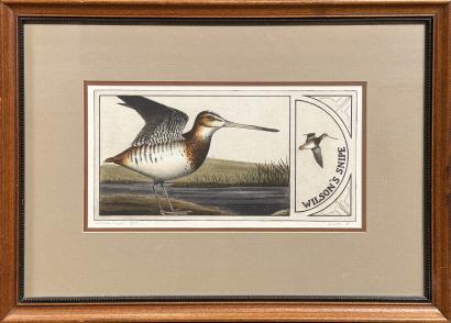 Wilson's Snipe
