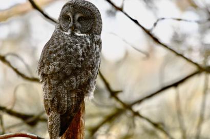 Great Grey Owl