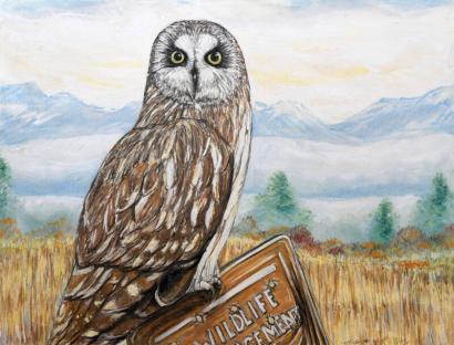Short-Ear Owl, Nine Pipes