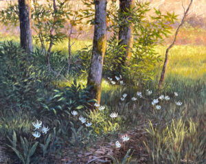 Fawn Lilies