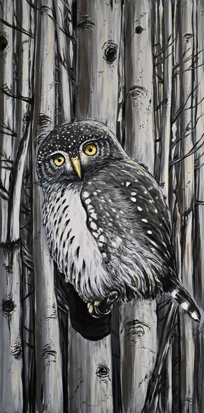 Pygmy Owl