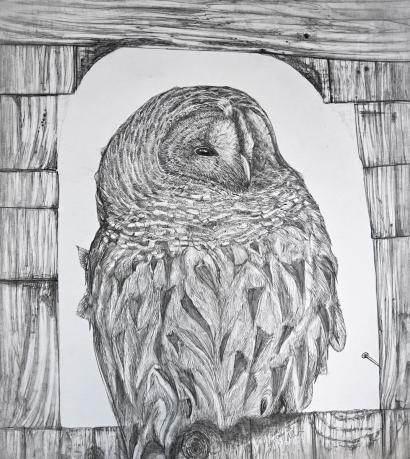 Barred Owl