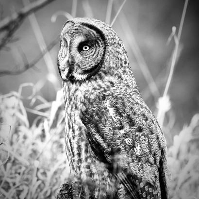 Great Grey Owl, Maclay Flats