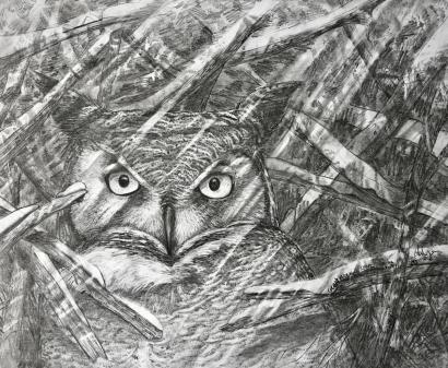 Great Horned Owl