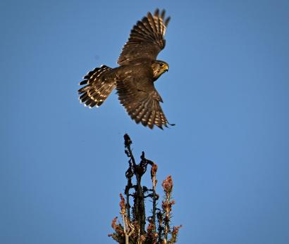 Merlin, Quebec, Canada