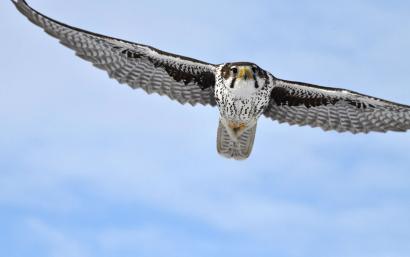 Prairie Falcon, Mission Valley