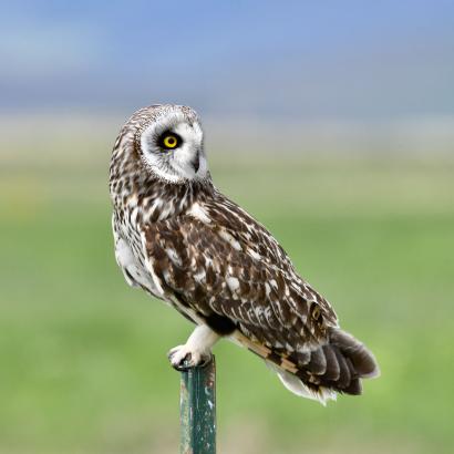Short-Eared Owl, Nine Pipes