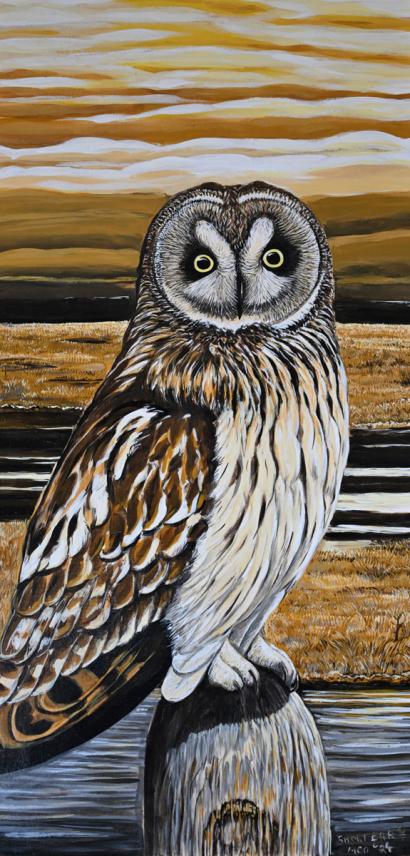 Short-Ear Owl, Female
