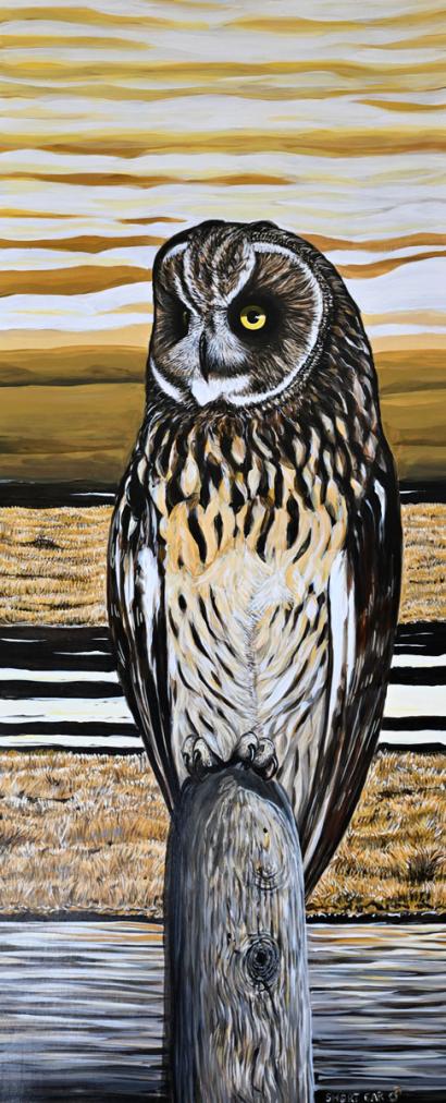 Short-Ear Owl, Male