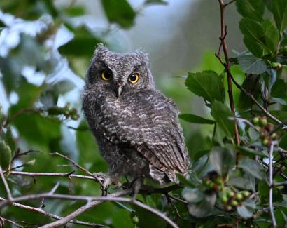 WS Owl, Fledged